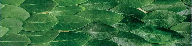 Certificato Nordic Ecolabel