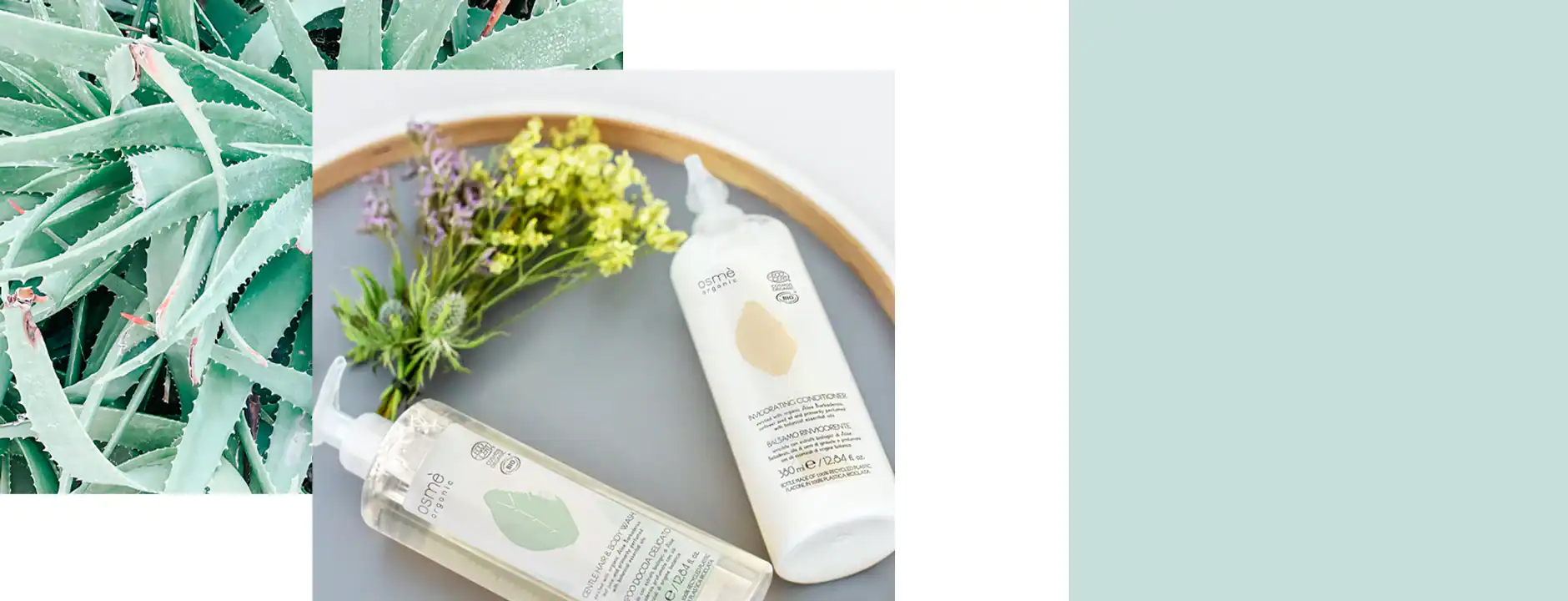 aloe vera