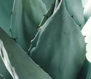 aloe