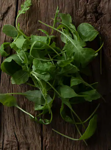 eruca sativa
