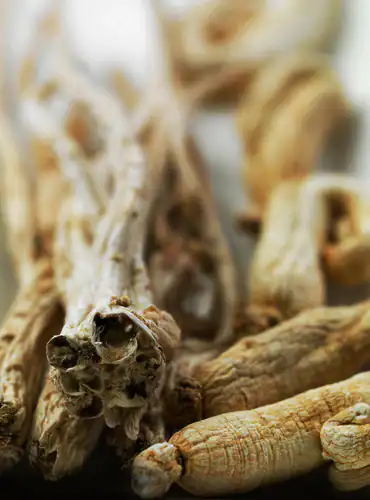 ginseng
