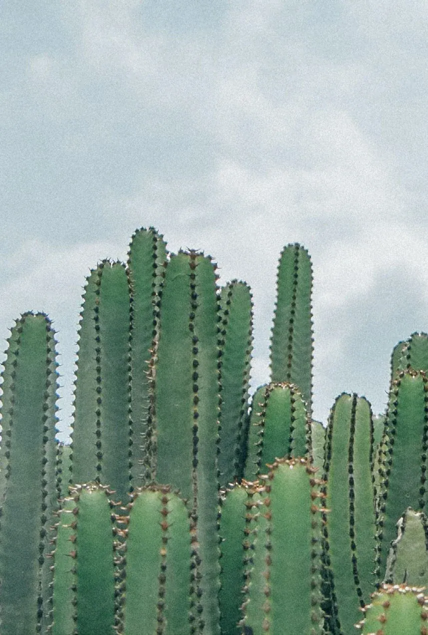 Cactus against a light background, Geneva Guild botanical image